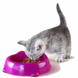 Меню британского котенка Меню британского котенка